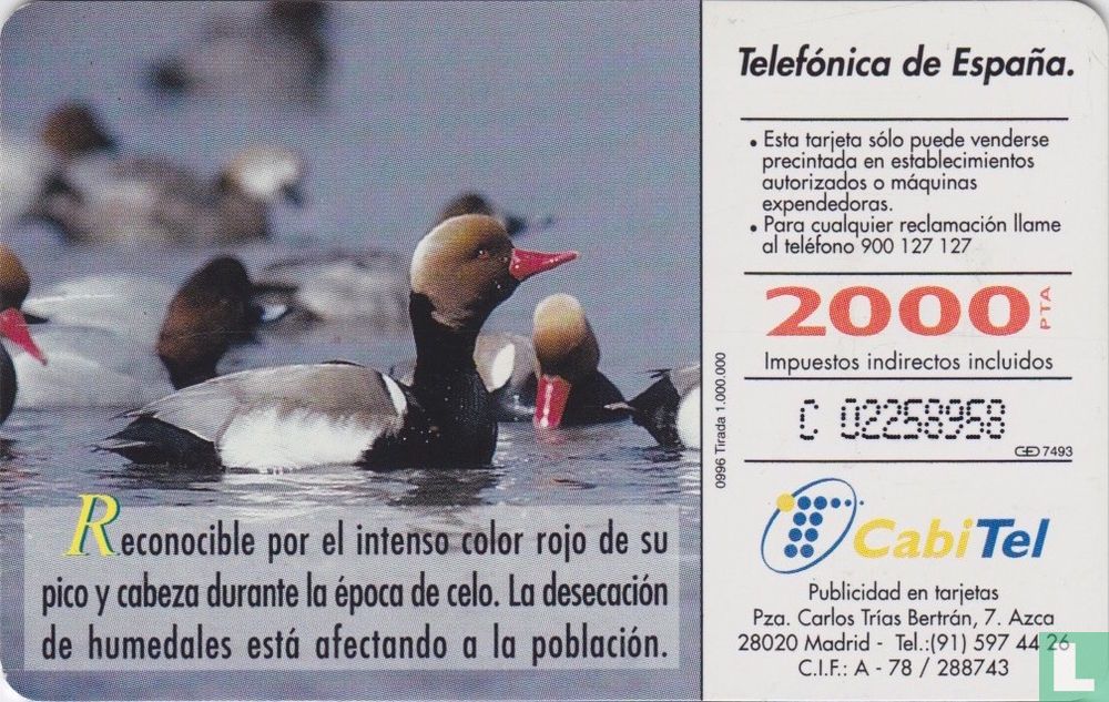Pato Colorado [netta rufina]