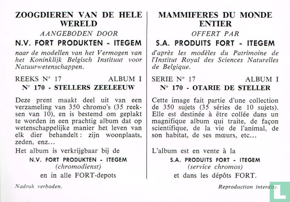 Stellers Zeeleeuw