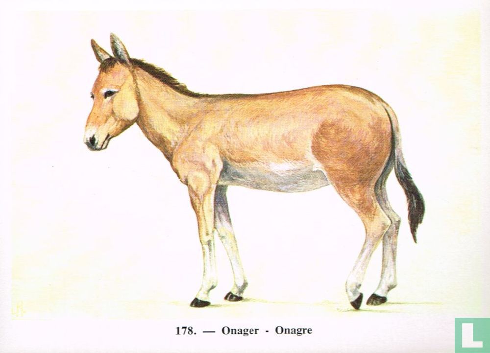 Onager - Onagre