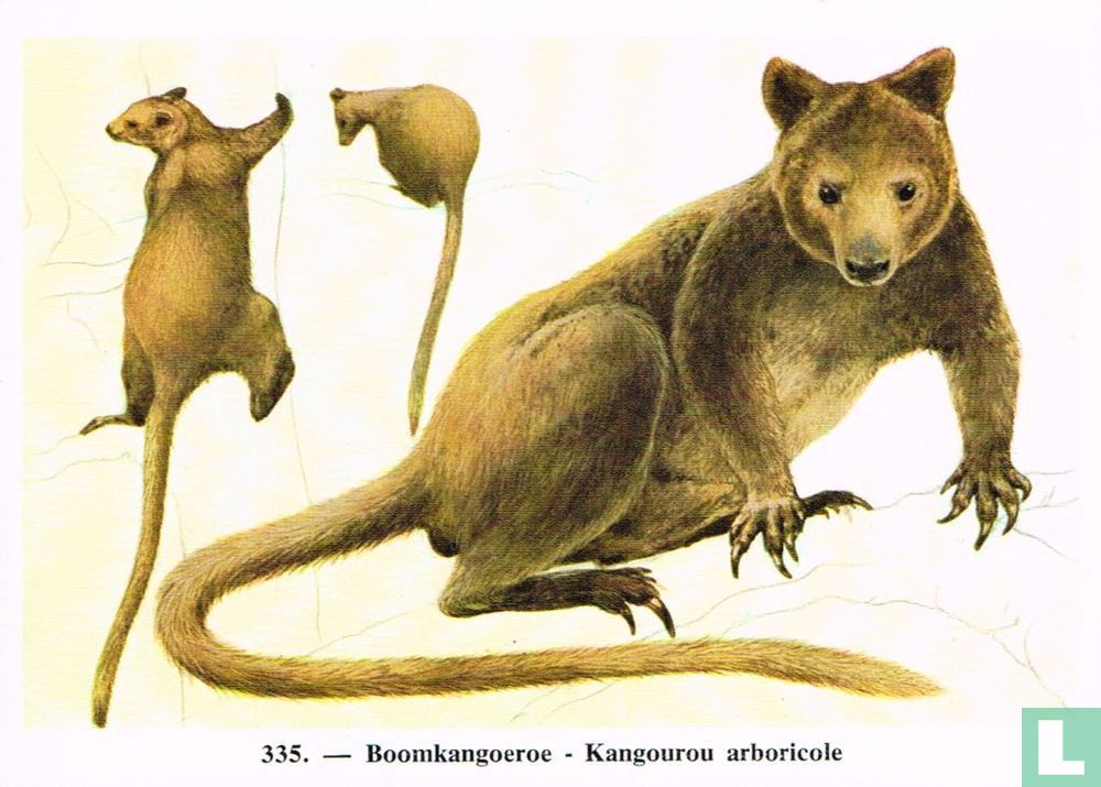 Boomkangoeroe