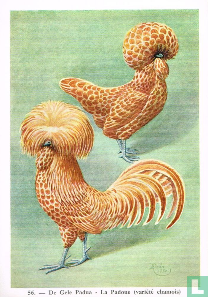 De Gele Padua