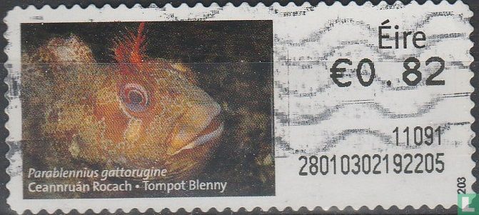 Tompot blenny