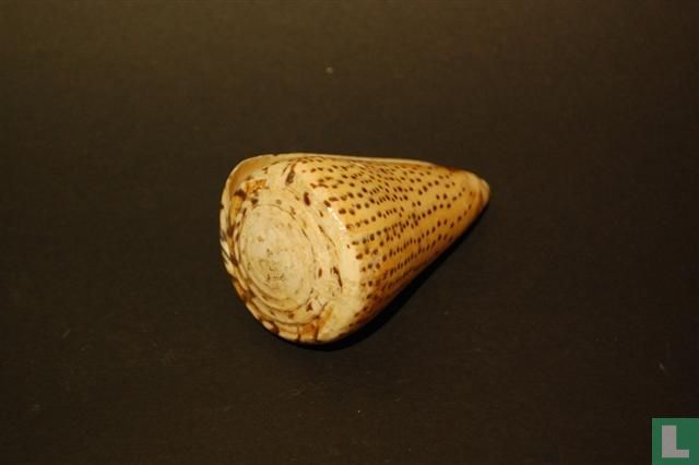 Conus Mustelinus Melinus