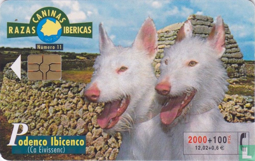 Podenco Ibicenco [Ca Eivissec]