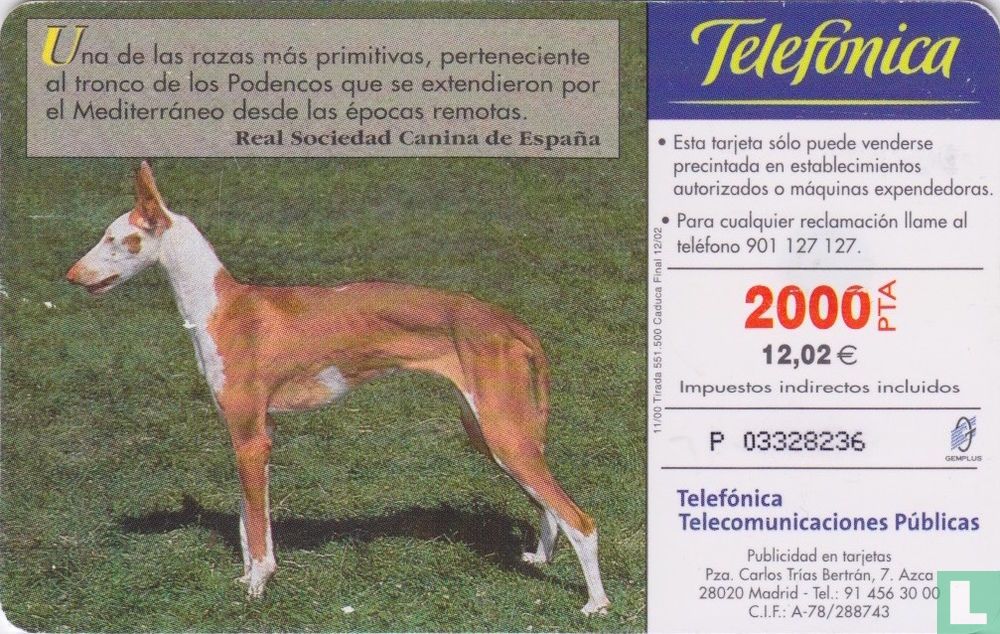 Podenco Ibicenco [Ca Eivissec]