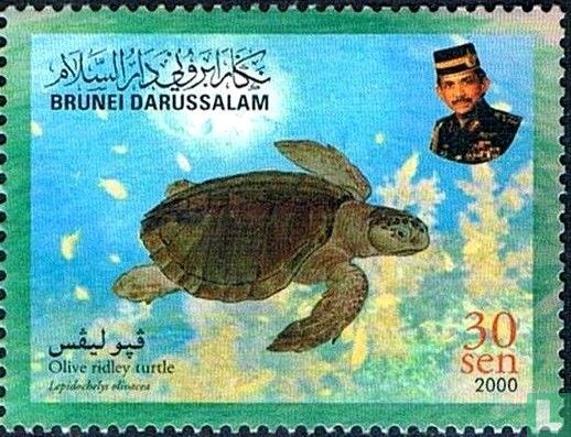 Tortues de mer 