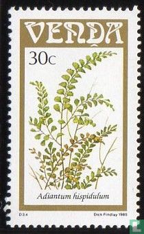 Ferns