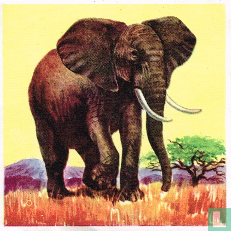 Afrikaanse olifant
