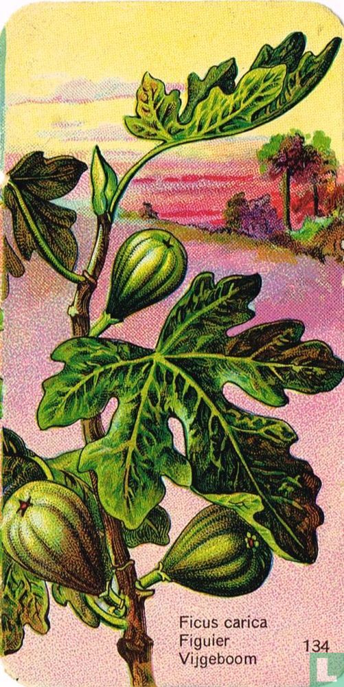 Vijgeboom