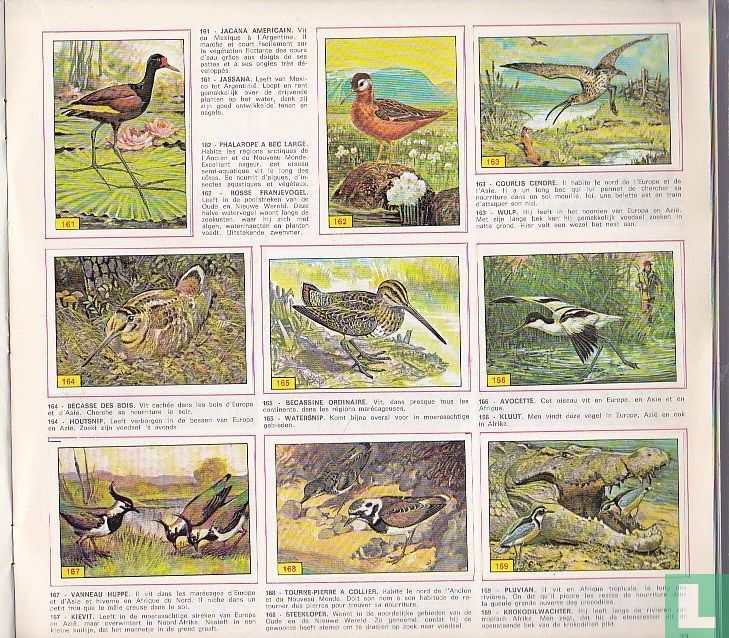 Oiseaux / Vogels