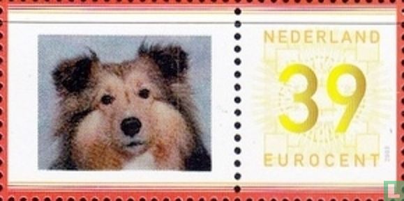 Shetland Sheepdog