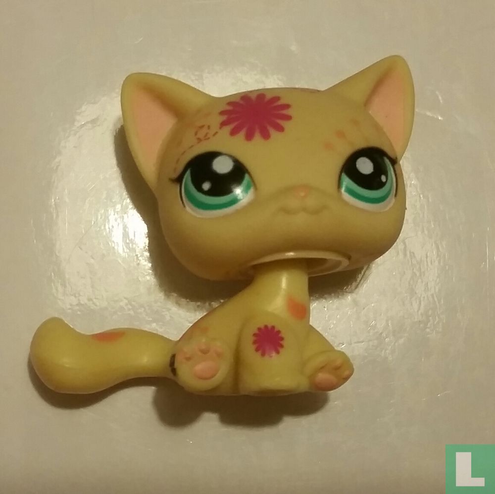 Kortharige kat  