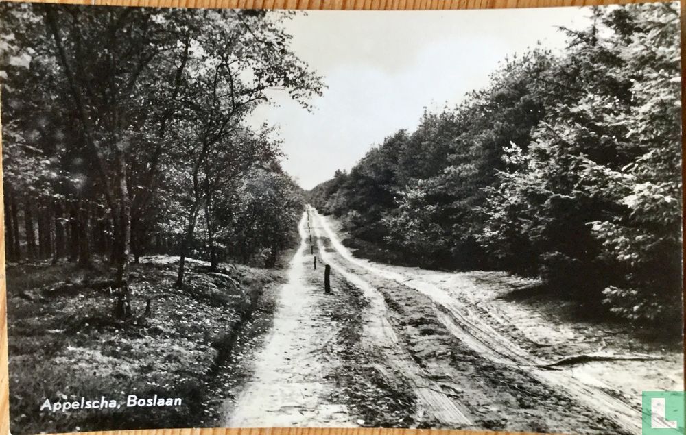 Appelscha, Boslaan