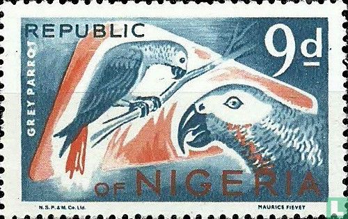 Grey parrot
