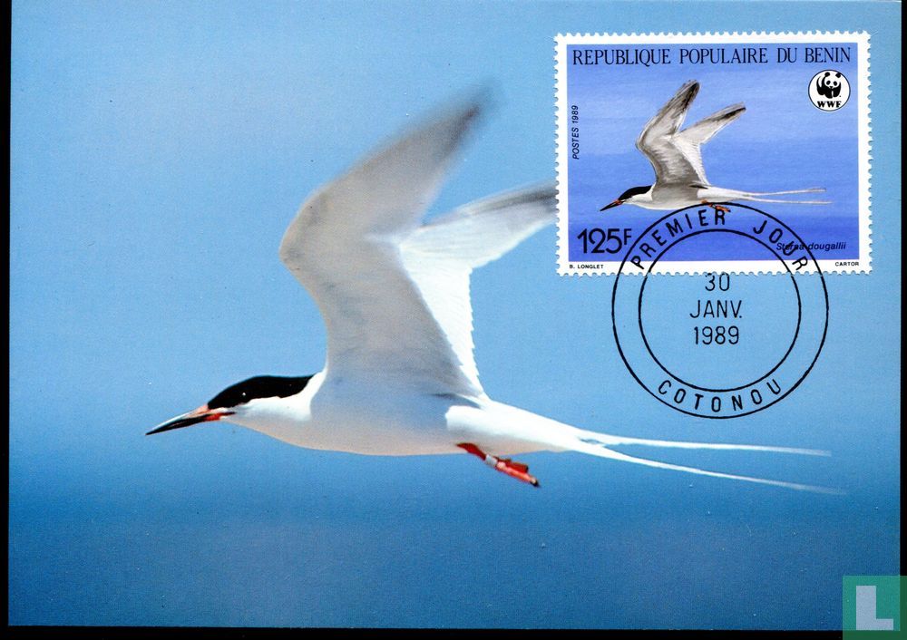 Roseate tern  