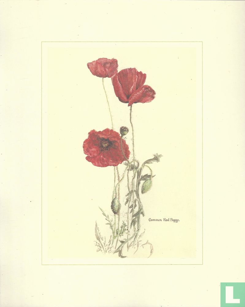Common Red Poppy