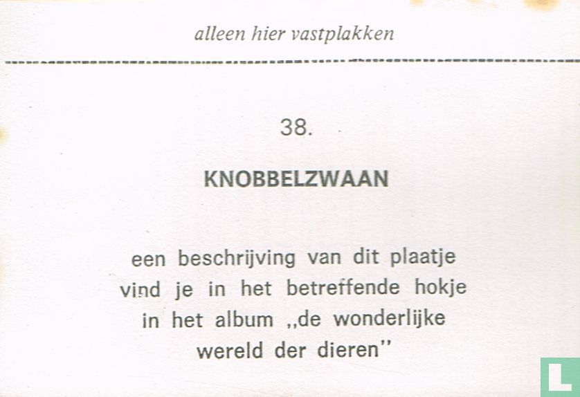 Knobbelzwaan