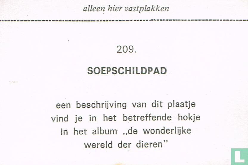 Soepschildpad