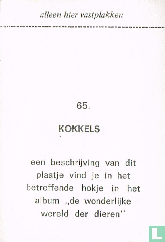 Kokkels