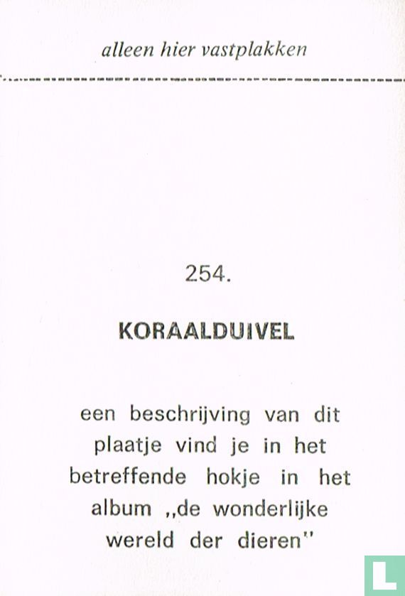 Koraalduivel