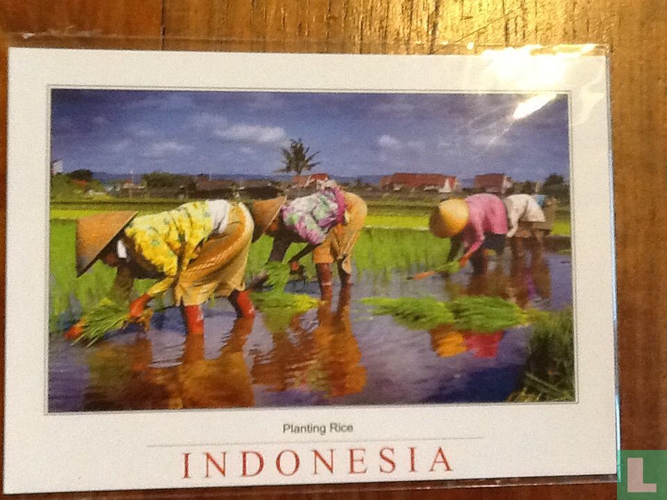 Planting Rice