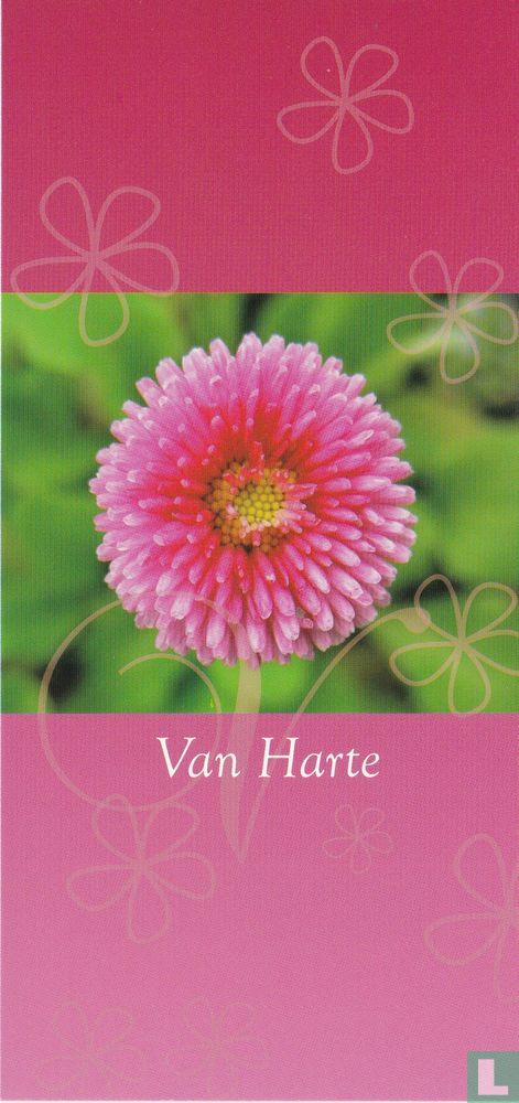 Bloemen: Aster