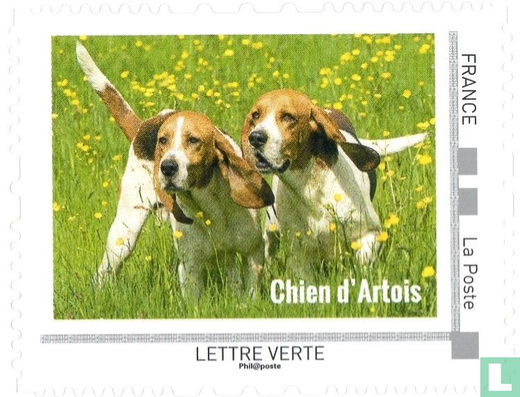 Honden