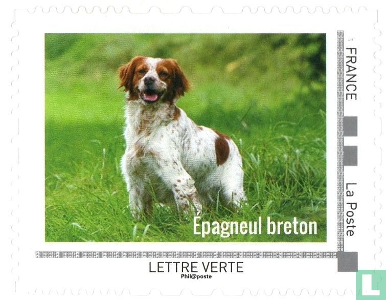 Honden