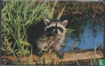 Raccoon