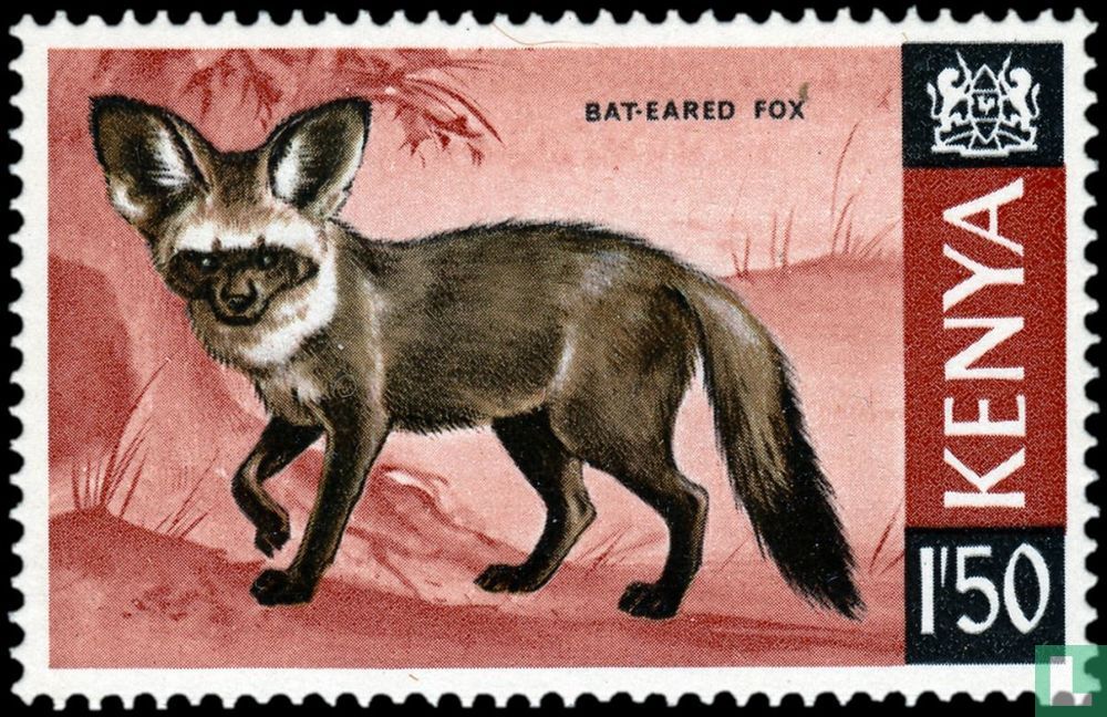 Bat-eared fox