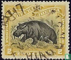 Hippopotamus