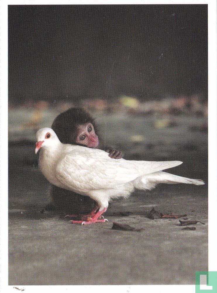 Vogels: Duif