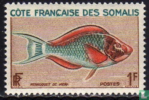 Perroquet de mer