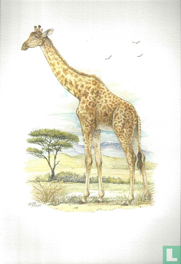 Zoogdieren - Giraffe