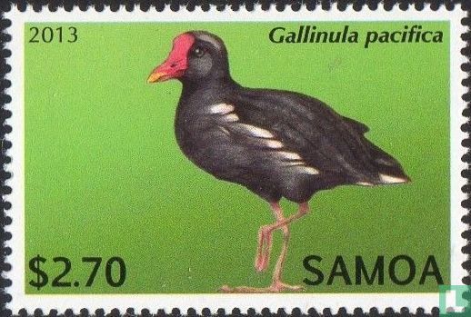 Animaux indigènes 