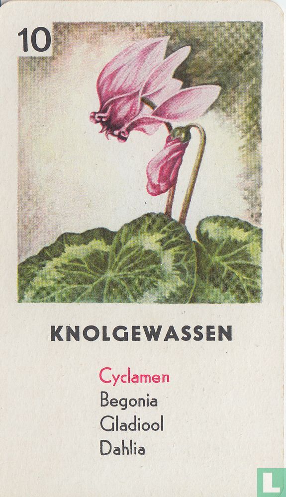 Cydamen