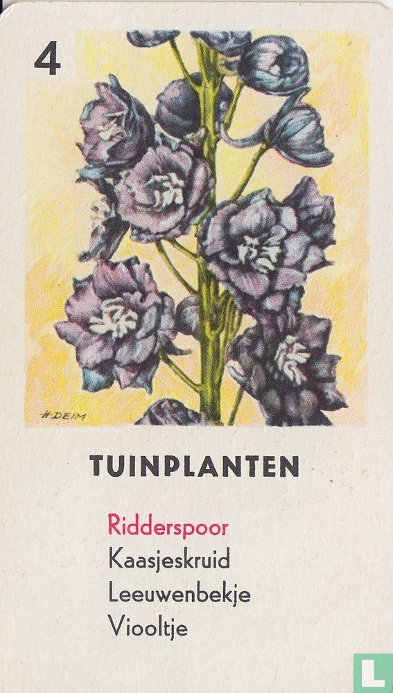 Ridderspoor