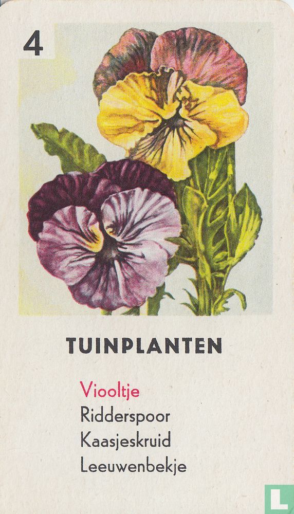 Viooltje