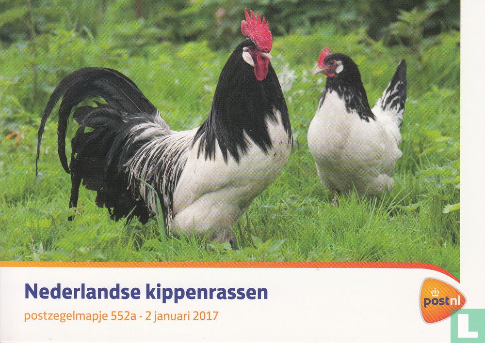 Dutch Chicken breeds