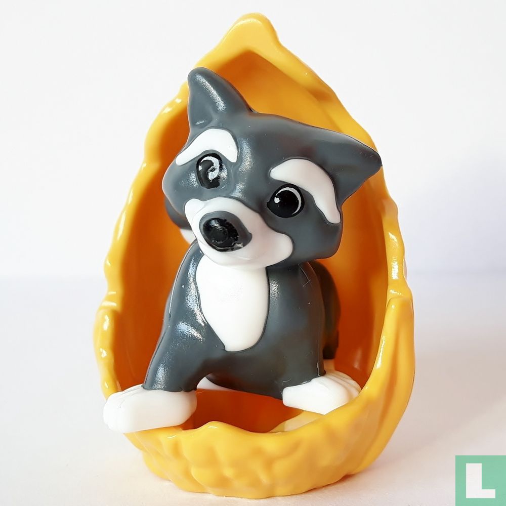 Raccoon