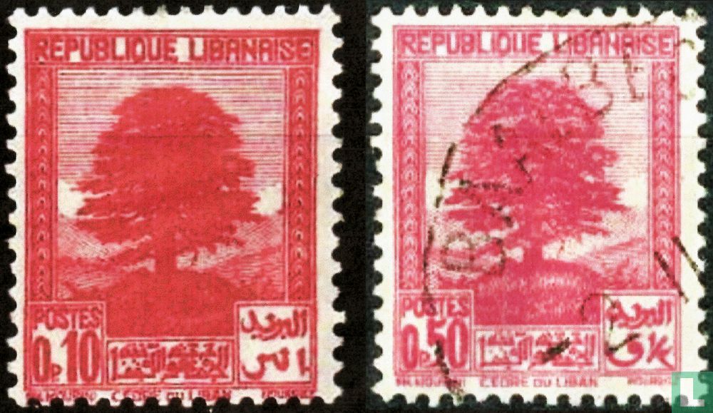 Cedar