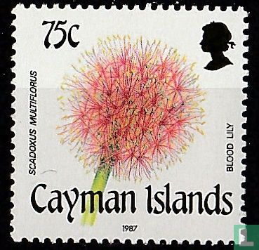 Scadoxus multiflorus
