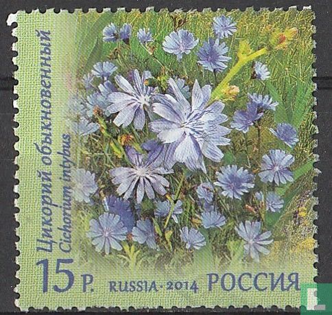 Wildflowers