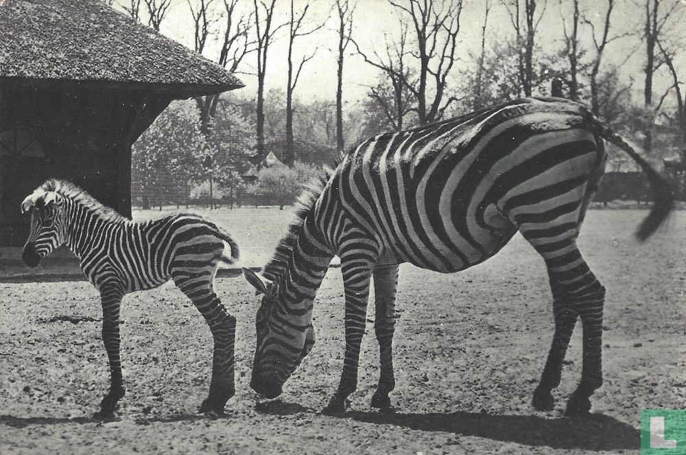 Zebra met jong