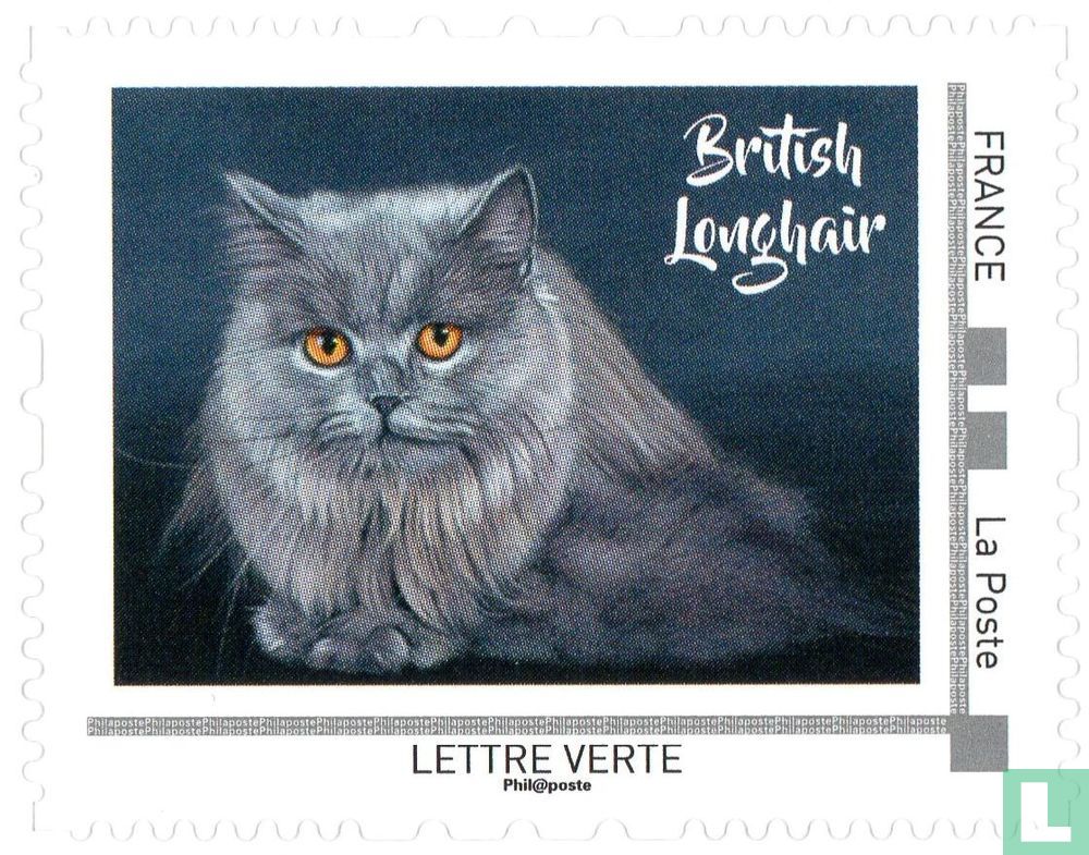 Cats Britse Eilanden