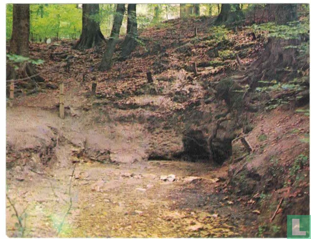 la forêt de Soignes
