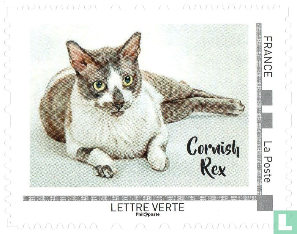Chats Iles Britanniques