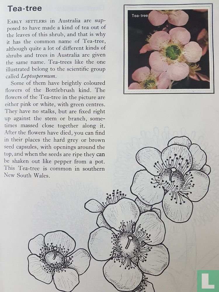 Australian Wildflowers