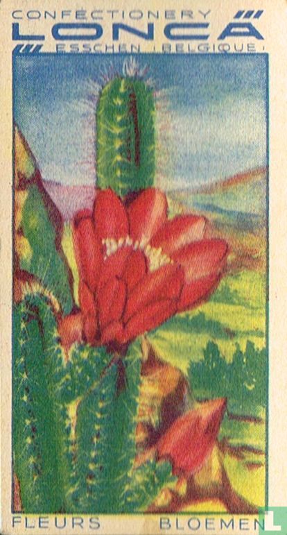 Cactus