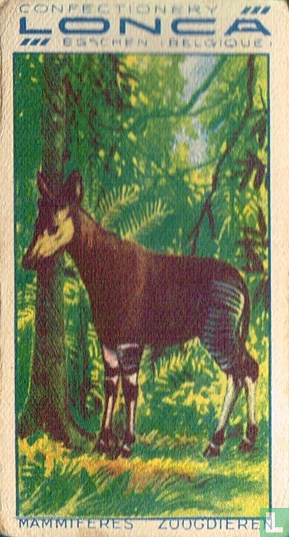 Okapi